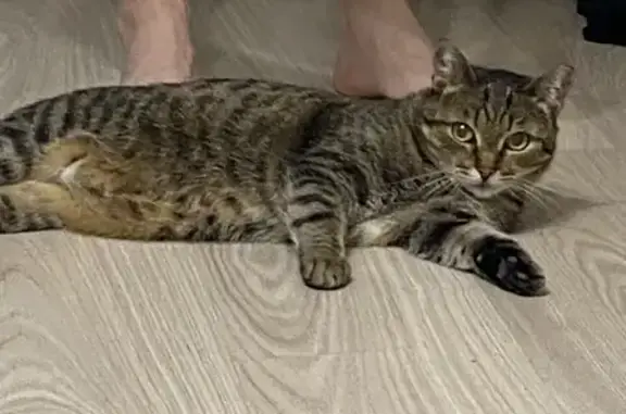 Найдена кошка, Ижевск, фото: Кошка найдена: ул. Базисная, Ижевск