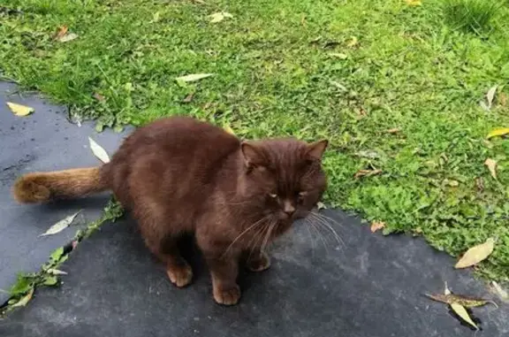 Найдена кошка на Радищева, 10,...