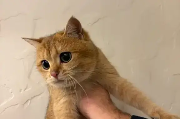 Кошка найдена: 0-я ал., 1, Лип...