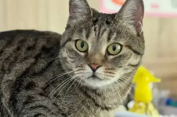 Пропала кошка, Заречная ул., Белоусово