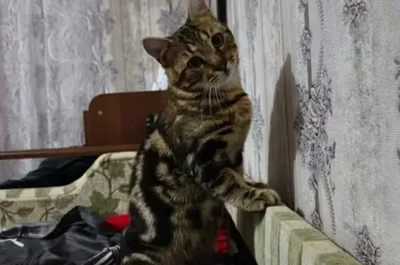 Кошки потеряшки, Пролетарск, фото: Потеряшка кошка, ул. Скиба 16, Пролетарск