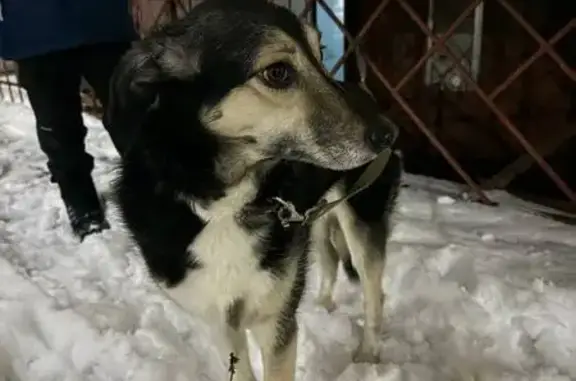 Найдена собака, Чебоксары, фото: Собака найдена: б-р Миттова 14к1, Чебоксары