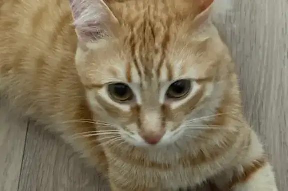 Пропала кошка, Университетский пр., Волгоград