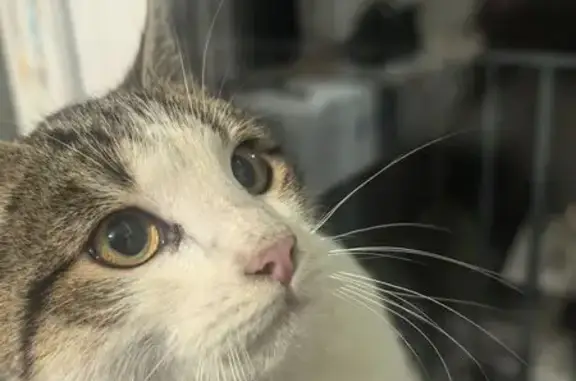 Найдена кошка, Рождественский, фото: Найден кот, ул. Фёдорова, 4, Рождественский