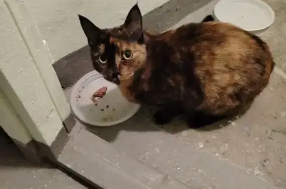 Найдена кошка, Москва, фото: Кошка найдена на ул. Генерала Белова, 53