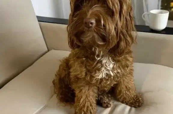 Пропала собака Глаша, Окская ул, 7А