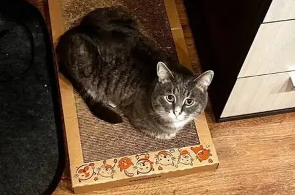 Пропала кошка в МФК Созвездие, Королёв