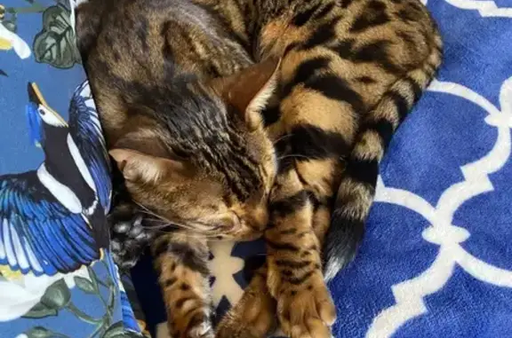 Пропала кошка в Новоглаголево, МО