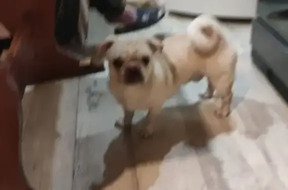 Найденные животные Новокузнецк, фото: Собака найдена: Новокузнецк, Кем. обл.