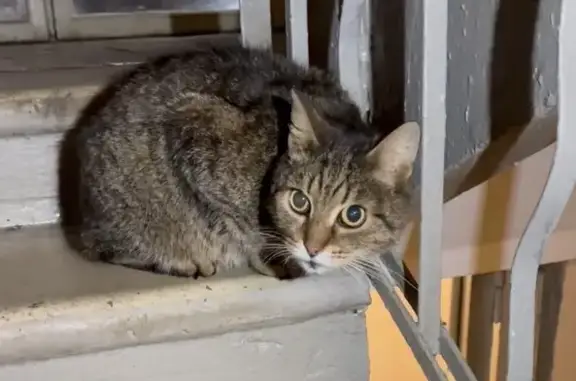 Найдена кошка, Москва, фото: Кошка найдена у Большой Черкизовской, 5 к5