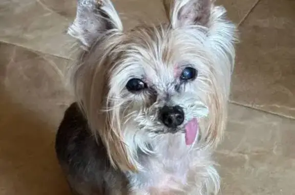 Пропала собака, Московский, 3 мкр.