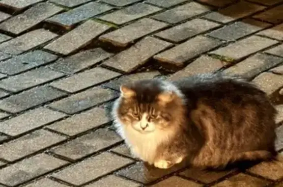 Найдена кошка, Калининград, фото: Кошка найдена, ул. Гакуна, 5-5Б, Калининград