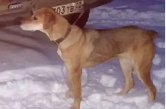 Пропала русская гончая, Новая ул., Раздолье