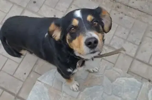 Пропала собака, Григорьевская 88, Оренбург