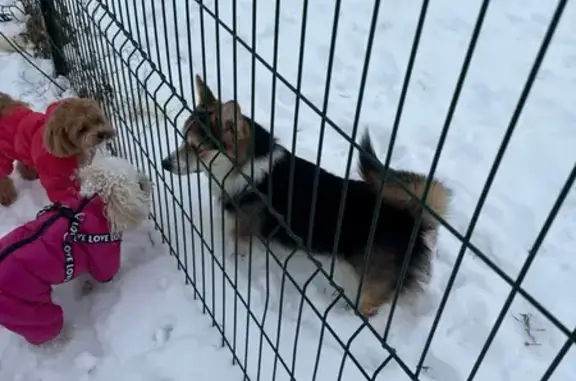 Найдена собака, Екатеринбург, фото: Корги найден на Счастливой 8, Екатеринбург