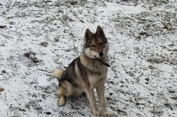 Пропала собака, Канабеки, Пермский край