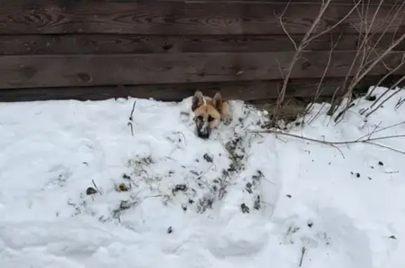 Найдена собака, Челябинск, фото: Собака найдена: Троицкий тракт, Челябинск