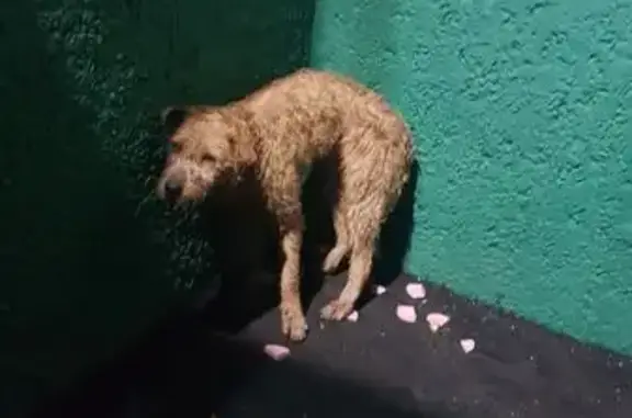 Найдена собака, Орёл, фото: Собака найдена: Паровозная ул., 60, Орёл