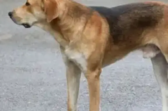 Пропала собака в Вороновке, Ульяновск