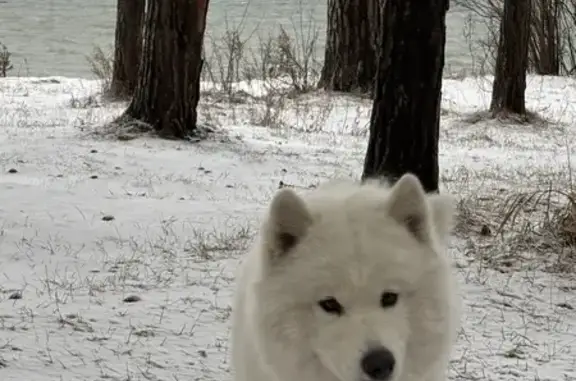 Пропала собака, Боровая ул., Бердск