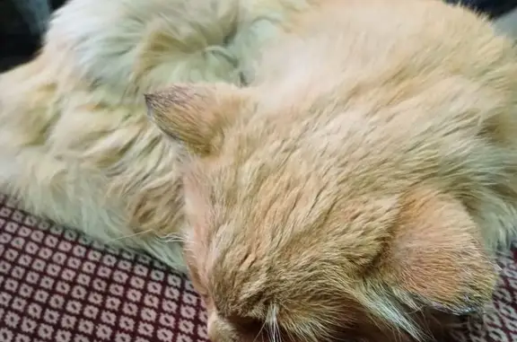 Кошка найдена, Ленская ул., Ир...