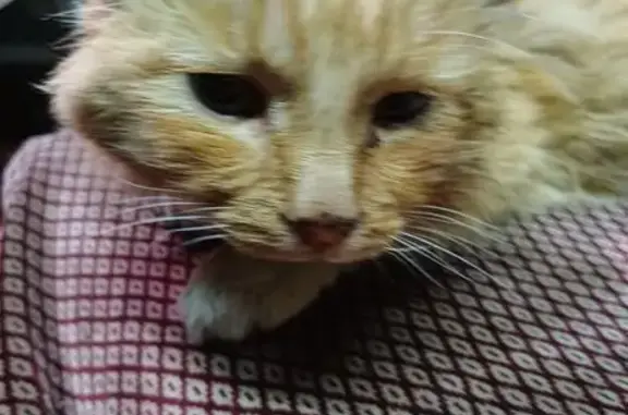 Найденные животные Иркутск, фото: Кошка найдена, Ленская ул., Иркутск