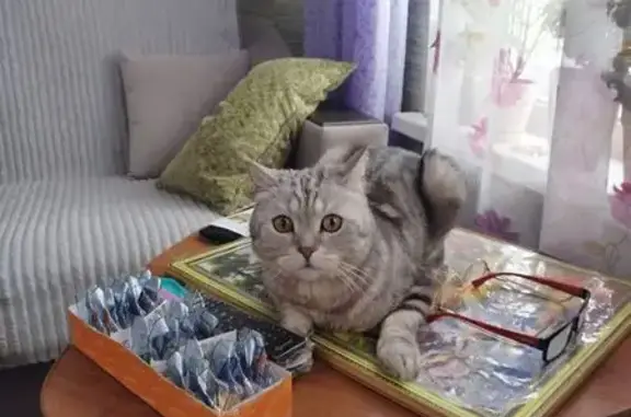 Пропала кошка, Советский пр., Березники