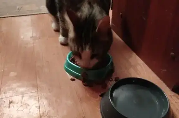 Кошка найдена, Богатырский про...