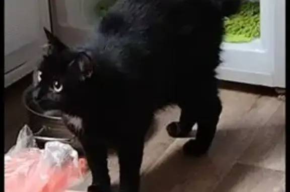 Пропала кошка, ул. Агалакова, 35