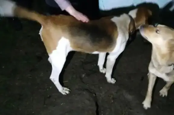 Объявления о пропавших и найденных животных, Ширяево, фото: Собака найдена: Ширяево, Воронежская обл.