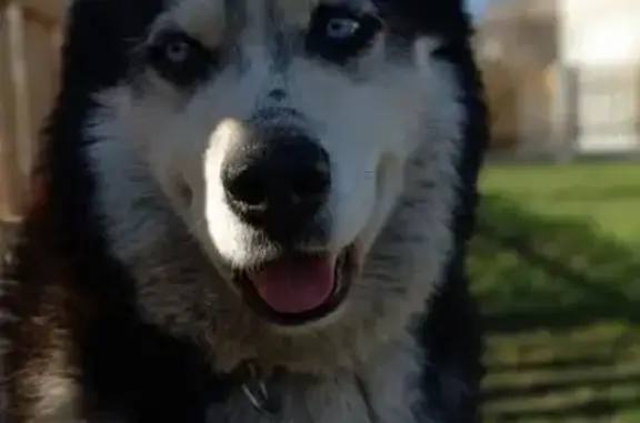 Пропала собака, 12 декабря в с. Сселки, кобель, кличка Кай. Черно-белый окрас, голубые глаза, возраст 12 лет.