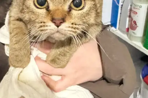 Кошка найдена: ул. Мира, 2А, К...