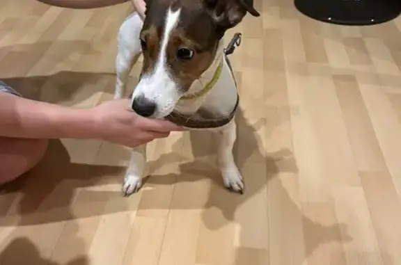 Найдена собака, Санкт-Петербург, фото: Джек-рассел найден на Нахимова, СПб