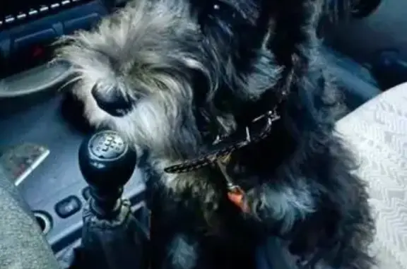 Пропала собака на ул. 9-я Линия, 6