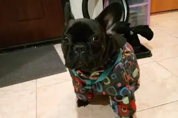 Пропала собака: Мурино, пр. Авиаторов Балт. 3