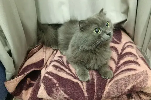 Найдена кошка, Москва, фото: Найдена серая кошка, ул. Ибрагимова, Москва