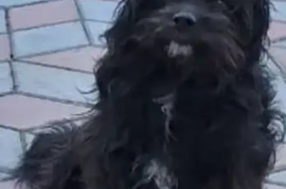 Пропала собака в Витязево, Краснодарский край