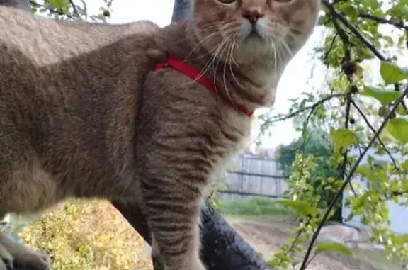 Кошки потеряшки, Пермь, фото: Потеряшка кошка, Краснофлотская 40, Пермь