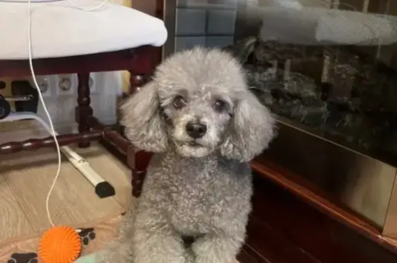 Собаки потеряшки, Новосибирск, фото: Потеряшка собака, Красный проспект 27, Нск