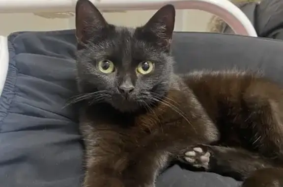 Пропала черная кошка, ул. Ленина, 130