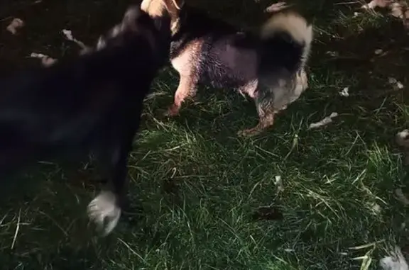 Найдена собака, Пенза, фото: Собака найдена на ул. Бакунина, Пенза