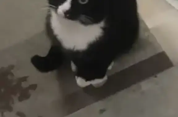 Найденные животные Барнаул, фото: Крупный кот найден: Власихинская 109, Барнаул