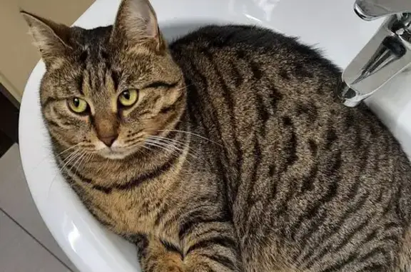 Пропала кошка, Сытьково, МО