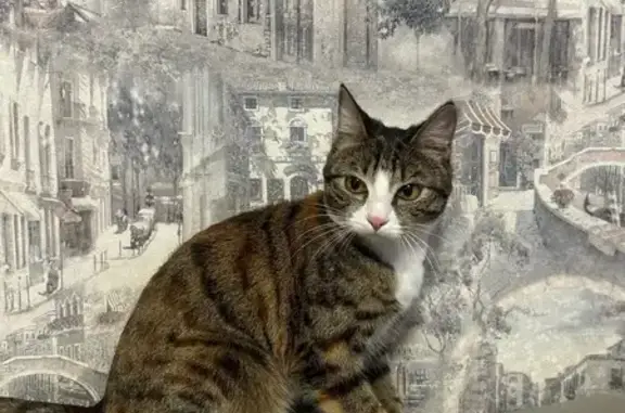 Найдена кошка, Кемерово, фото: Кошка найдена, ул. Терешковой, Кемерово