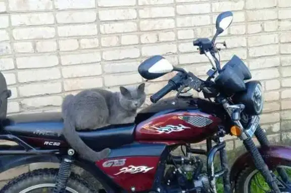 Пропала кошка: 19, Боровичи