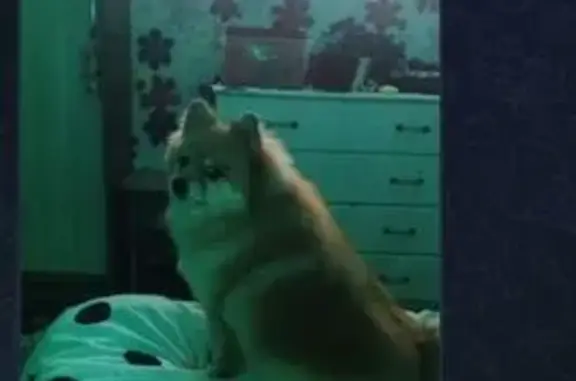 Пропала собака, Авиационный пер. 3/1