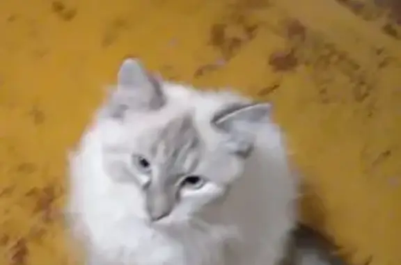 Пропала кошка, Уфа, Революционная 88