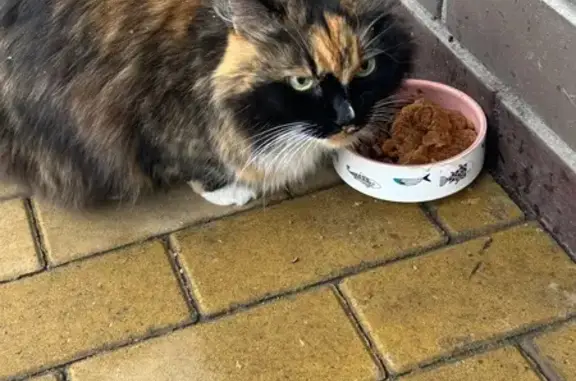 Найдена кошка, Воронеж, фото: Трехцветная кошка найдена на Обручева, Воронеж