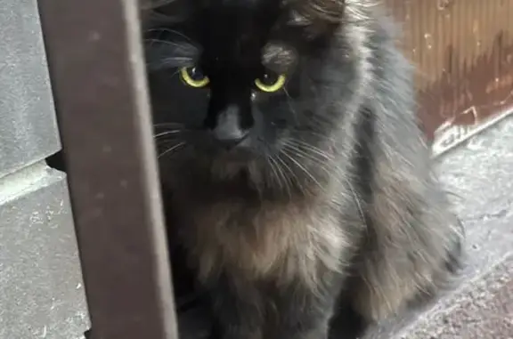 Чёрный кот без хвоста на Уточкина, Воронеж