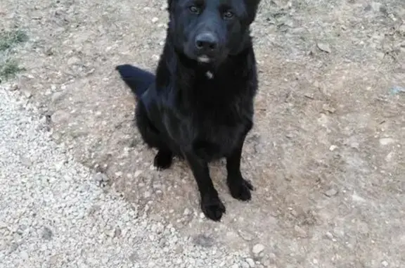 Пропала собака в Молодях, МО